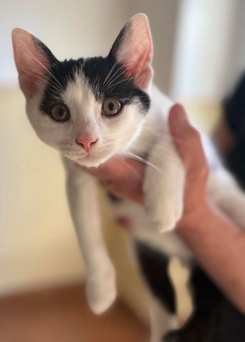 Bubu
