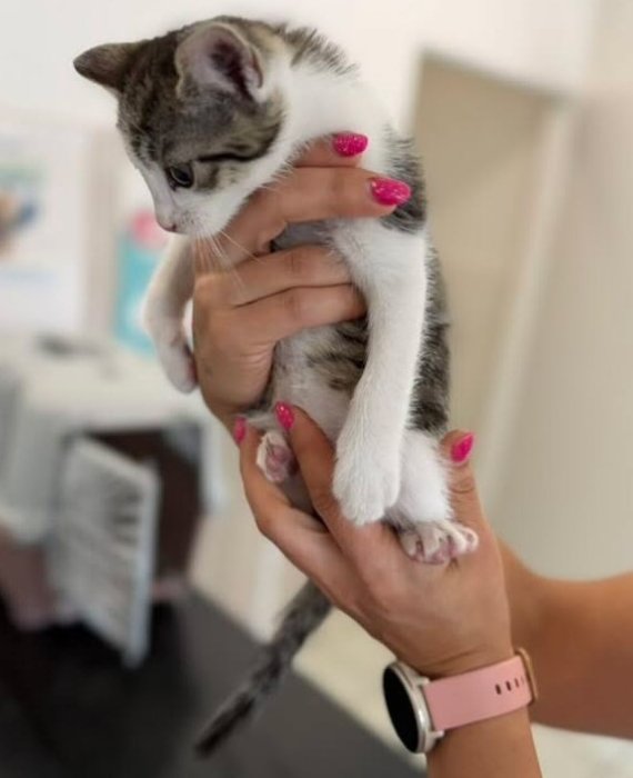 Figaro