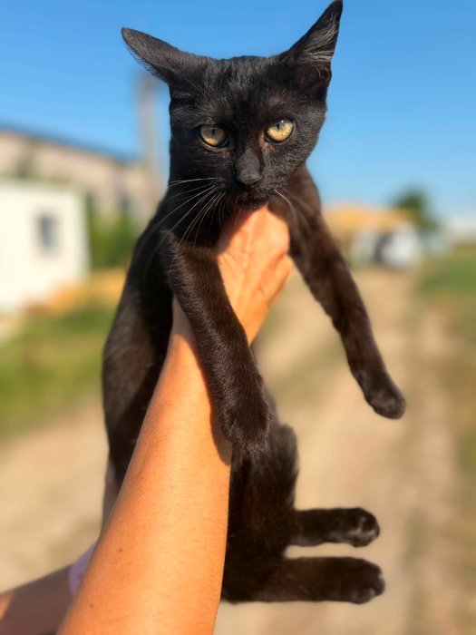 Kamil