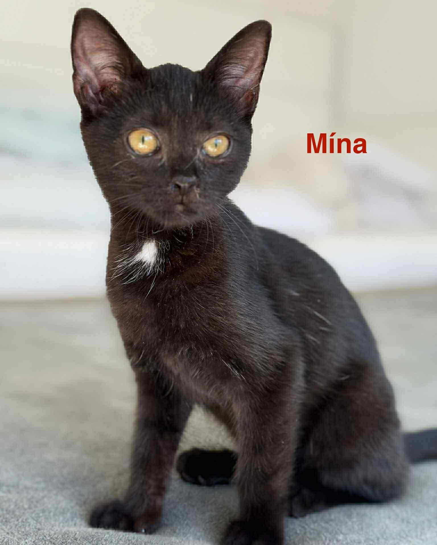 Mína